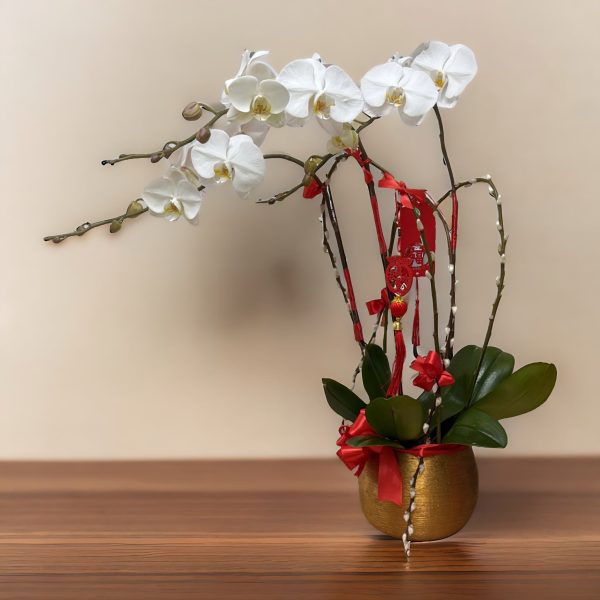 新年蘭花 O-002