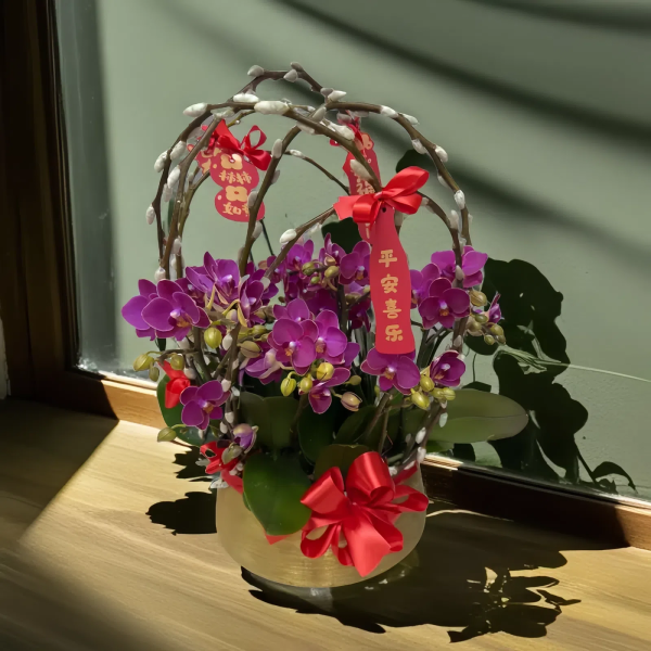 新年蘭花 O-014