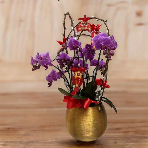 新年蘭花 O-016