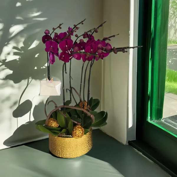 新年蘭花 O-020