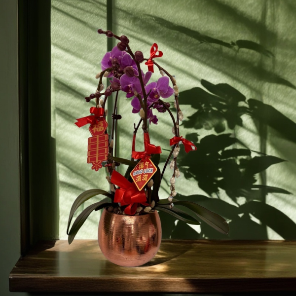新年蘭花 O-026