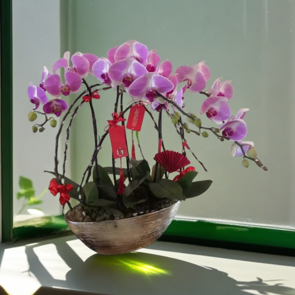 新年蘭花 O-025