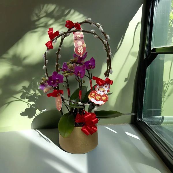 新年蘭花 O-025
