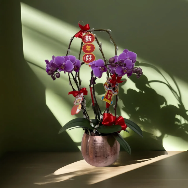 新年蘭花 O-026
