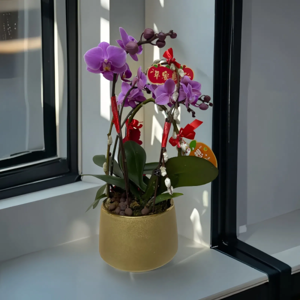 新年蘭花 O-028