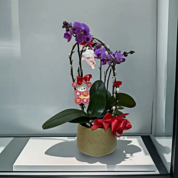 新年蘭花 O-029